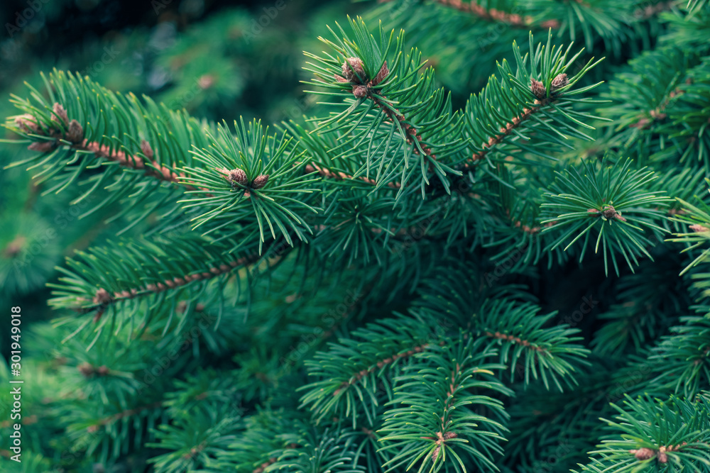 Green fir tree branch. Evergreen, fir coniferous background. Spruce branch. Frame of pine needles. Pine-tree. Christmas mockup with fir branches. New Year template. Green fir tree branch. Evergreen, fir coniferous background. Spruce branch. Frame of pine needles. Pine-tree. Christmas mockup with fir branches. New Year template.