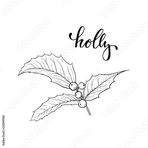 black and white hand drawn holly, ilex branch with berry and leaves on white background. design holiday greeting cards and invitations of Merry Christmas and Happy New Year, seasonal winter holidays