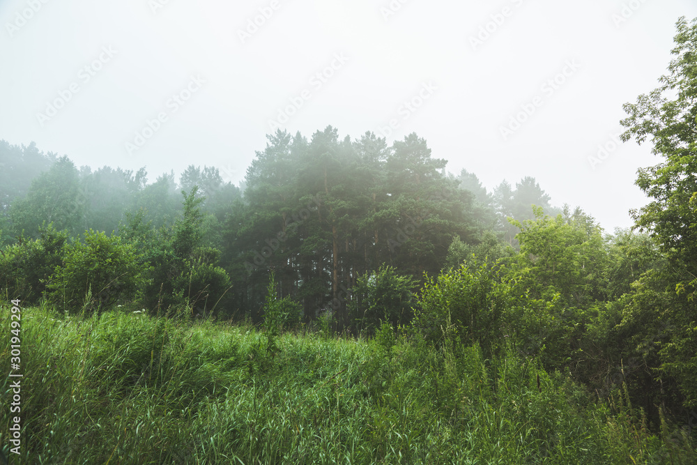 Beautiful summer forest with different trees in morning fog Beautiful summer forest with different trees in morning fog