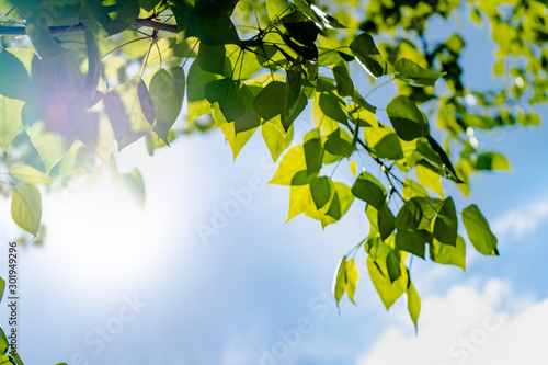 Photography Soft white clouds in the blue sky