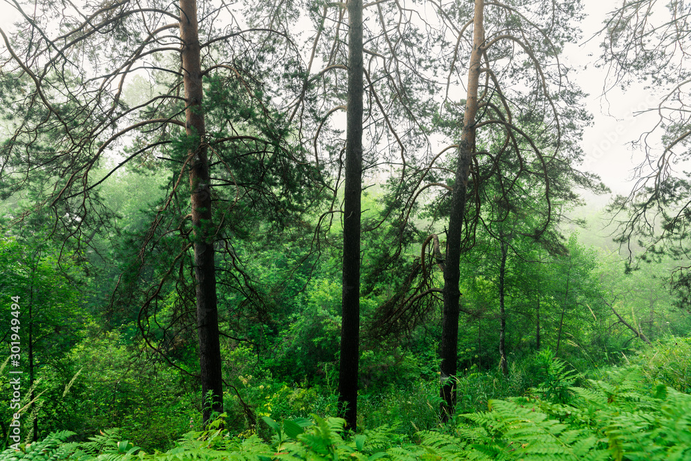 Beautiful summer forest with different trees in morning fog Beautiful summer forest with different trees in morning fog