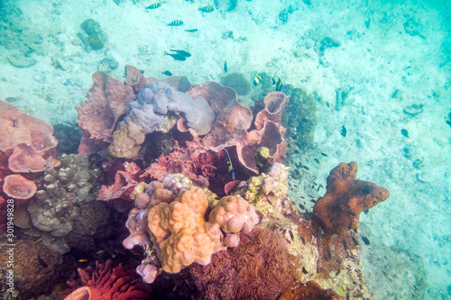 Fototapeta Naklejka Na Ścianę i Meble -  Life Underwater colorful coral reef fish crowd