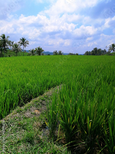 View of the green rice fields in Bali