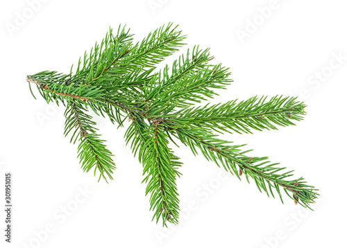 Branch of fir tree on a white background. Christmas tree branch.