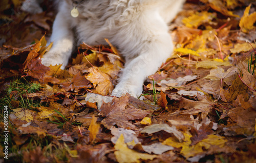 Close-up of paws of the breed Golden Retriever in leaves, autumn, yellow leaves on light legs © Tsvetkova
