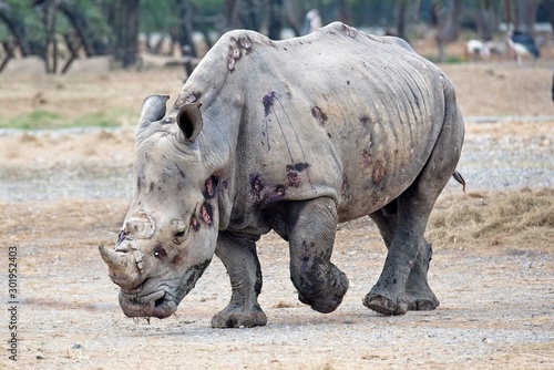 big and strong rhino after the fight