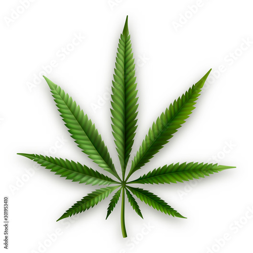 Realistic Icon of Hemp Leaf