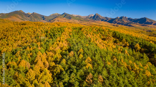A coniferous forest with autumn leaves on the foot of the mountain A