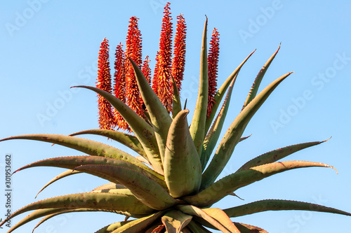 Aloe Ferox flowers  photo