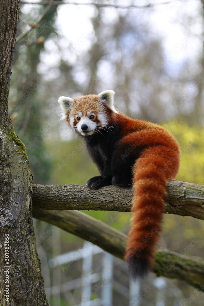 Fototapeta premium Kleiner Panda auf einem Baum