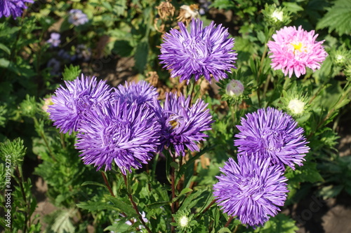 Violet and pink flower heads of China asters