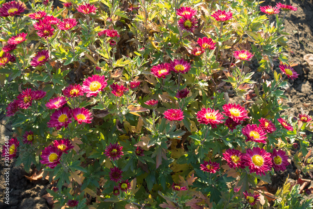 Florescence of Chrysanthemum with deep pink and yellow flowers