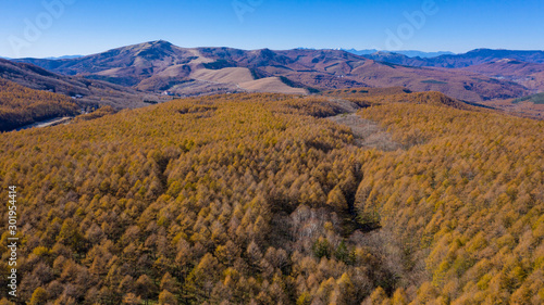 Autumnal larch forest on the plateau A