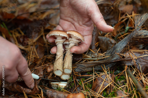 Someone's hand is being cutting two honey agaric mushroom off with small knife on wet forrest ground, outdoors