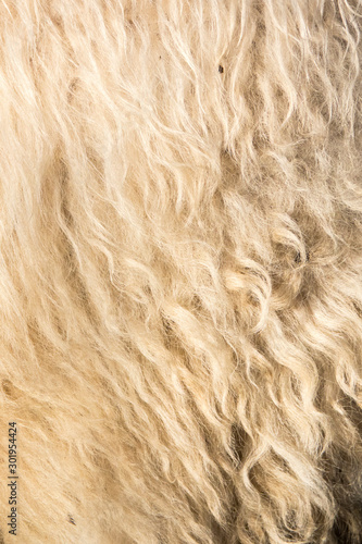 rough natural white sheepskin photo