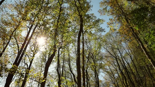 The sun shining through the very tall trees on an autumn day. photo