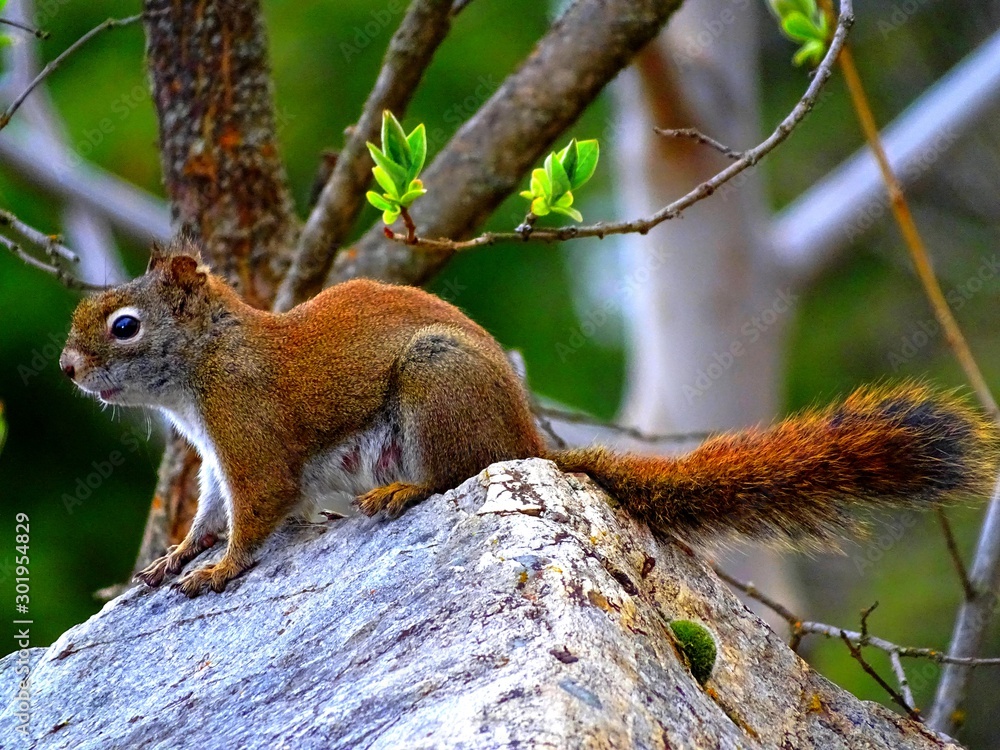 Obraz premium Ecureuil gris (Sciurus carolinensis) d'Amérique