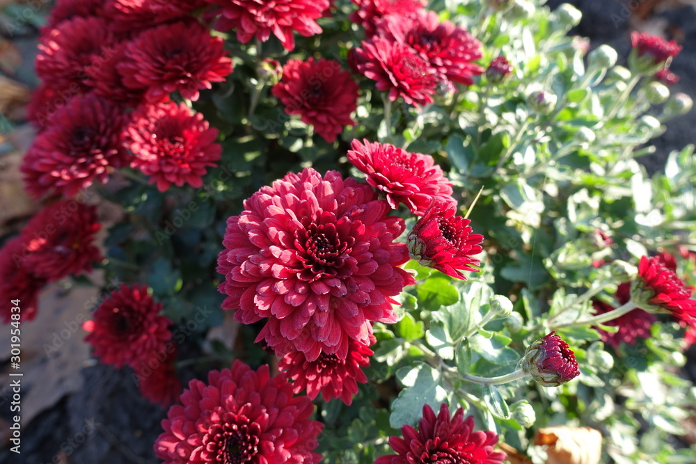 Several dark red flowers of Chrysanthemum in November Several dark red flowers of Chrysanthemum in November
