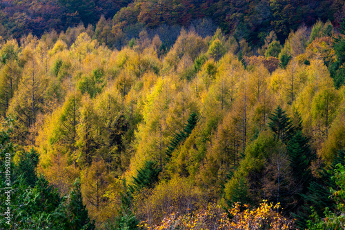 Larch forest where autumn leaves began