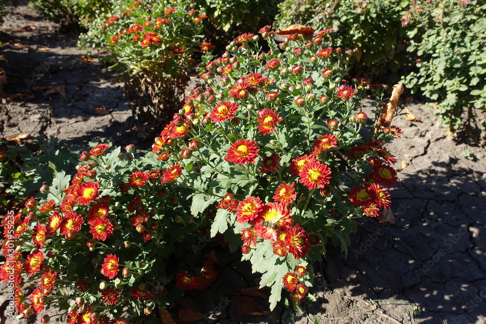 Chrysanthemum with red and yellow flowers in October