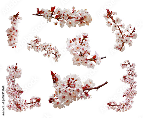 Leinwand Poster Cherry blossoms flowers in blooming on branch isolated on white background