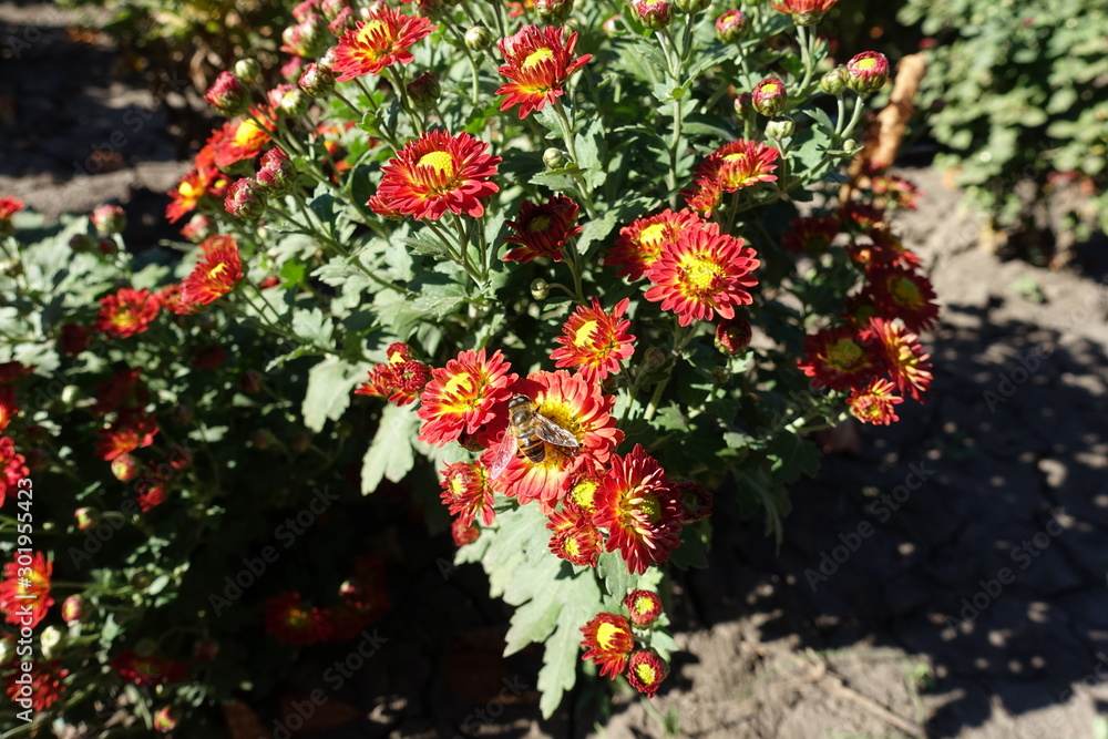 One bee pollinating red and yellow flower heads of Chrysanthemum in October