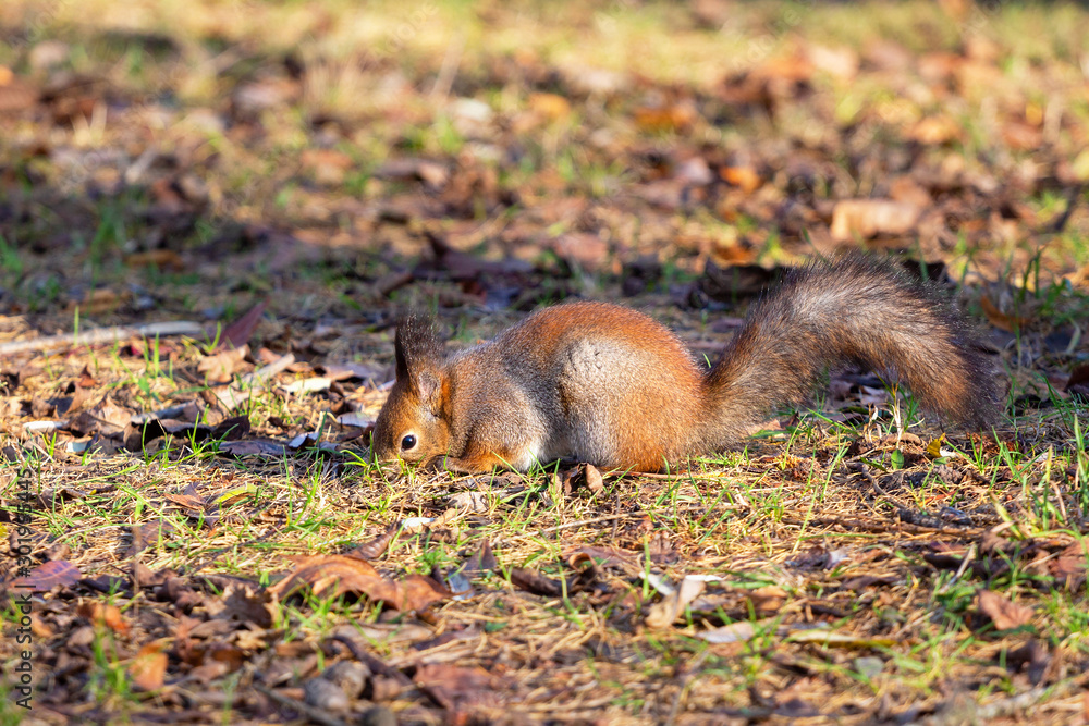 squirrel on earth is looking for food squirrel on earth is looking for food