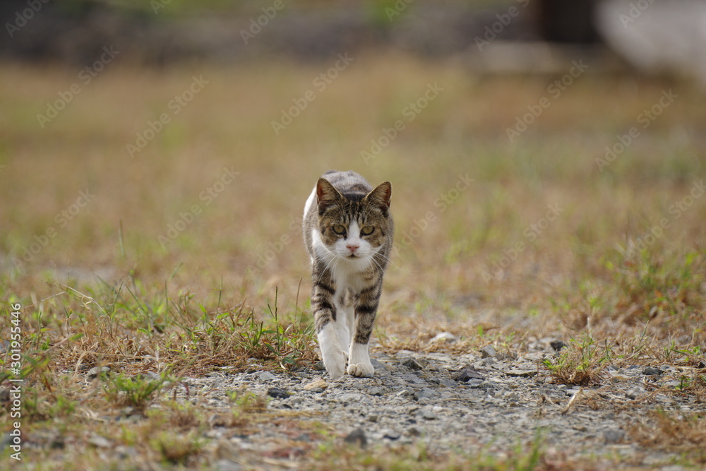 Fototapeta premium 歩いてくる猫