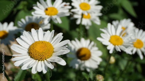 Daisy Flowers   n The Field