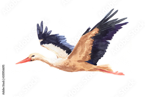 Canvas Print Watercolor single stork animal isolated on a white background illustration
