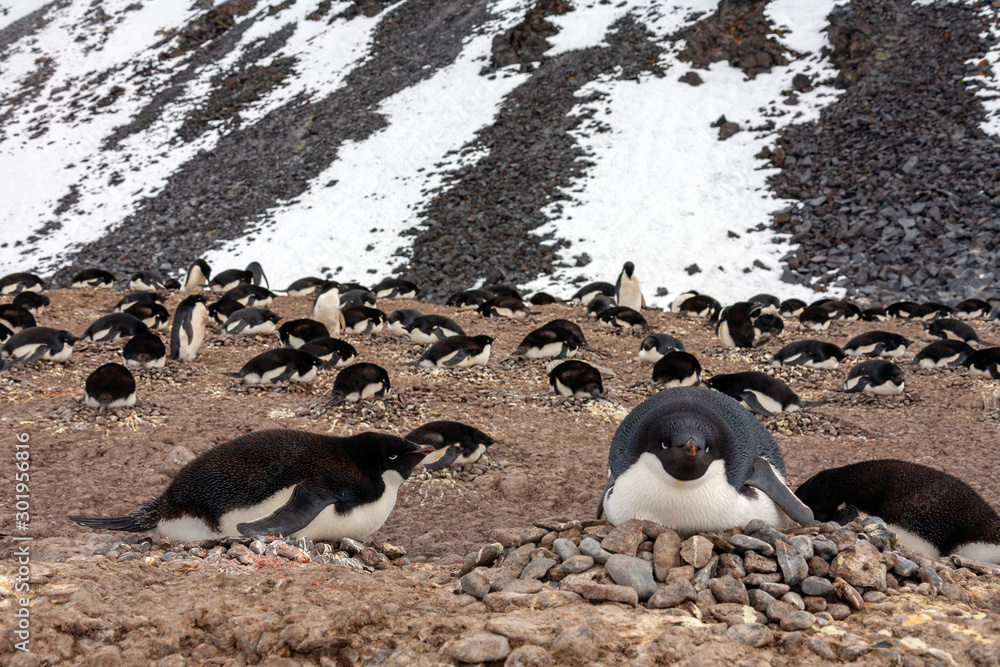 Fototapeta premium Adelie penguin colony - Antarctica