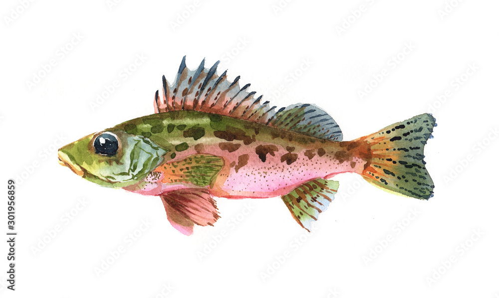 Watercolor single ruff fish animal isolated on a white background illustration. Watercolor single ruff fish animal isolated on a white background illustration.