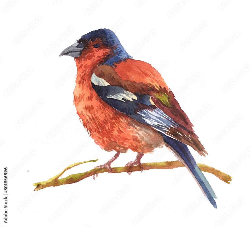 Watercolor single swallow animal isolated on a white background illustration.	