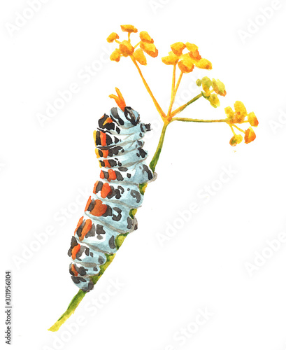 Watercolor single caterpillar insect animal isolated on a white background illustration.