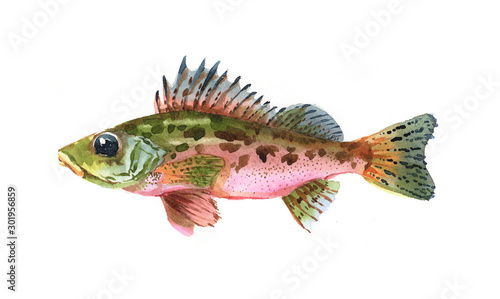 Watercolor single ruff fish animal isolated on a white background illustration. 