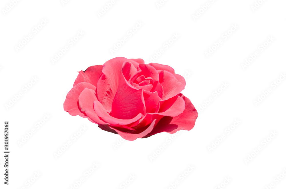 Red Rose isolated on the white background with clipping path Red Rose isolated on the white background with clipping path