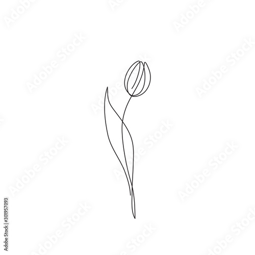 Tulip flower continuous line drawing