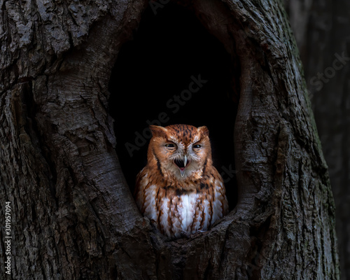 An Eastern Screech Owl with beak opened.