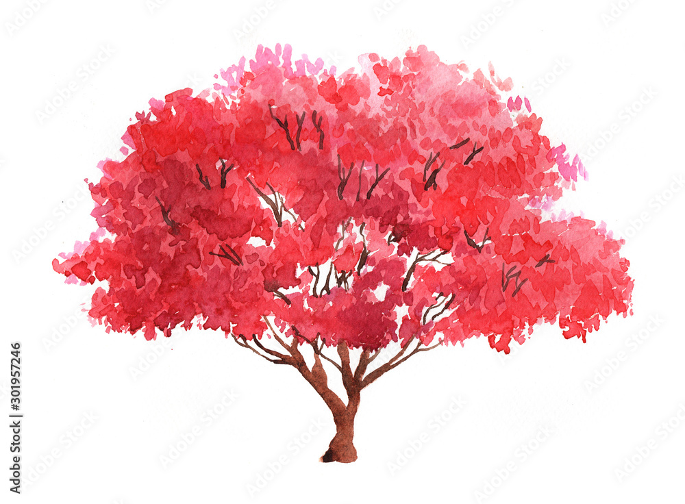 Red maple isolated on a white background illustration Red maple isolated on a white background illustration