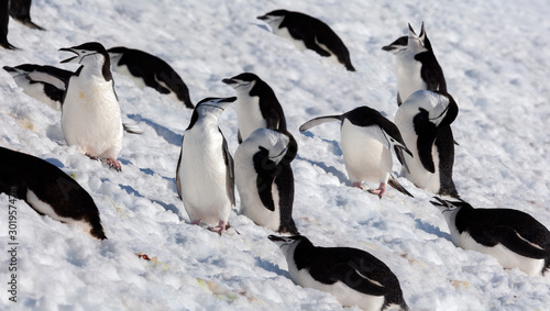 Chinstrap Penguins - South Shetland Islands - Antarctica