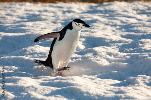 Photos Chinstrap Penguin - South Shetland Islands - Antarctica