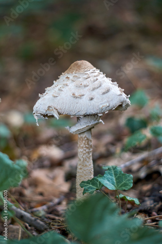 mushroom in a German forest