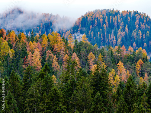 Reflection of autumn foliage along the shore of Lake Tovel, Trentino Alto Adige