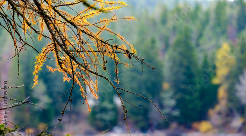 Reflection of autumn foliage along the shore of Lake Tovel  Trentino Alto Adige