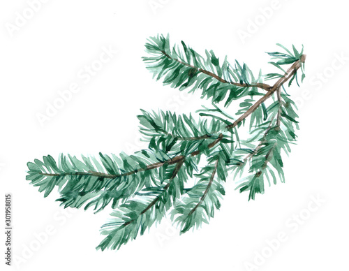 Spruce branch isolated on a white background illustration