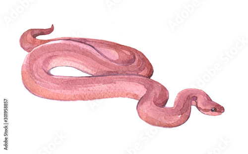Watercolor snake isolated on a white background illustration. 