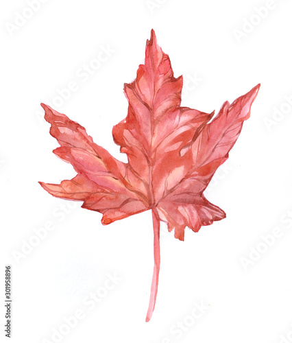 Watercolor single maple leaf isolated on a white background illustration. 