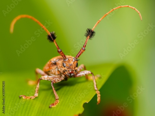 Close-up front of a Hairy Tuft-bearing Longhorn or Aristobia horridula (Hope) resting on green blade leaf with green nature blurred background. © Yuttana Joe