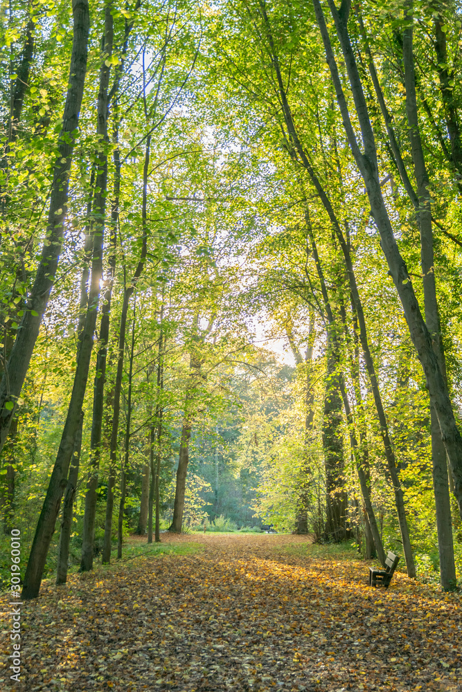 Fototapeta premium foret