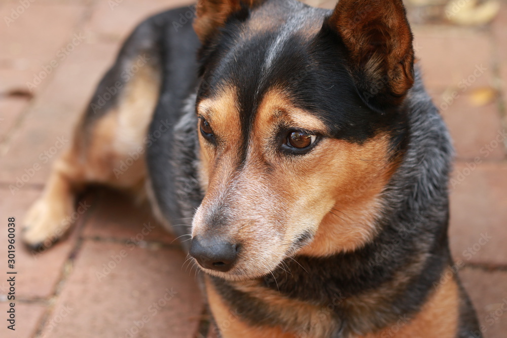 cute loyal blue red heeler cattle dog lying comfortably next to it's owner on a farm property in rural Australia cute loyal blue red heeler cattle dog lying comfortably next to it's owner on a farm property in rural Australia